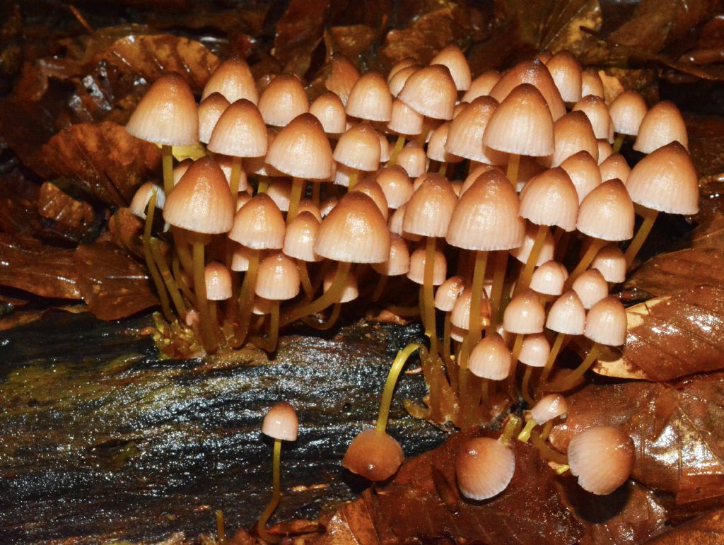 Mycena del 14/05/2018